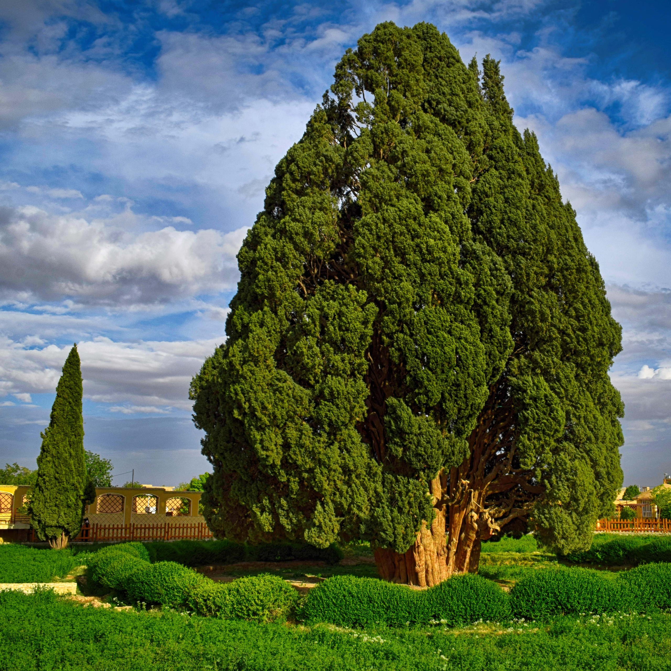 سرو کهنسال ابرکوه (ابرقوه)